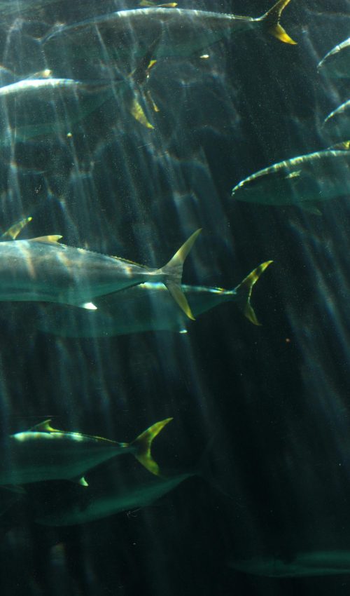 pexels-juanita-theron-7863403