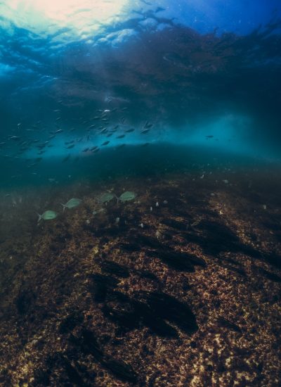 pexels-victor-bezerra-7977264